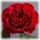 Red Garden Rose