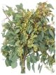 Seeded Eucalyptus price per Grower Bunch