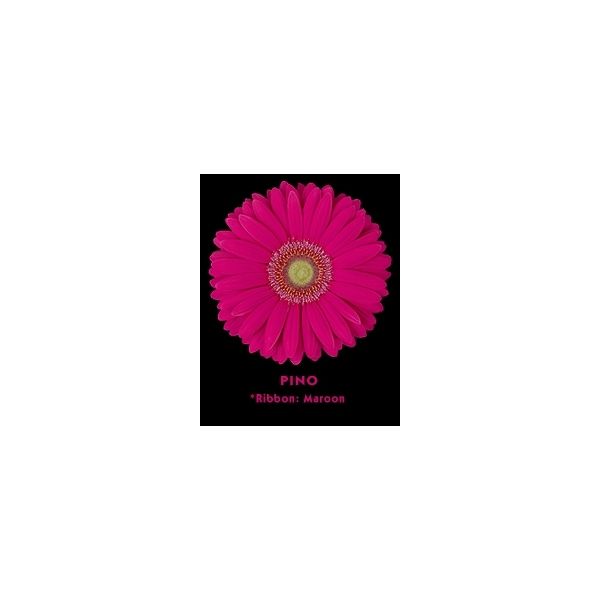 Dark Pink Gerbera Daisies