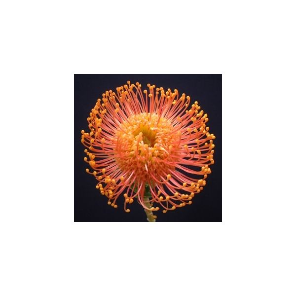 Protea Pincushion - Orange